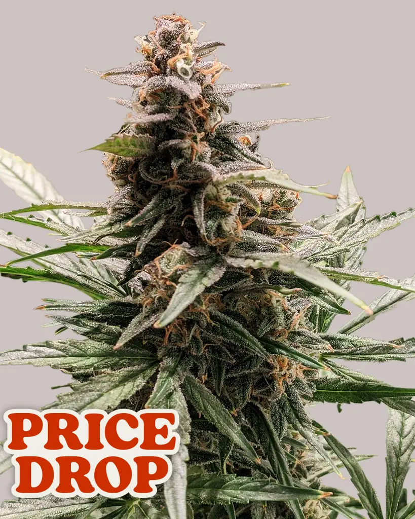 Godfather OG Feminized Seeds