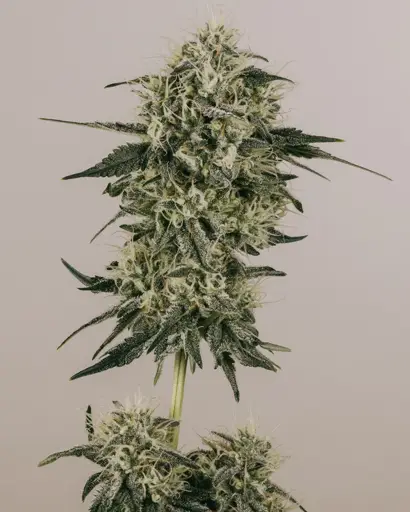 Gold Leaf Seeds 50%