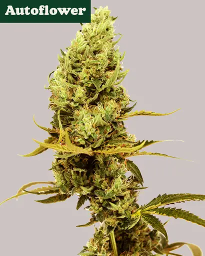 Gold Leaf Autoflower Seeds 50%