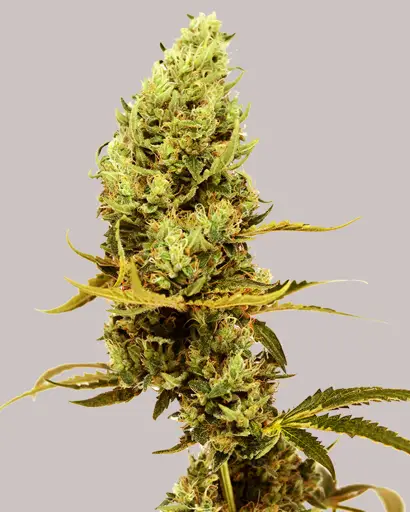 Gold Leaf Feminized Seeds