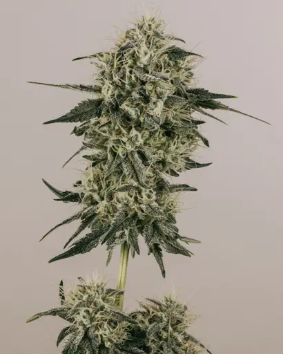 Gold Leaf Feminized Seeds