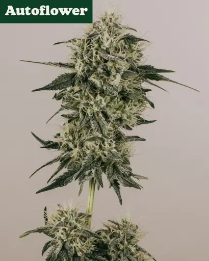 Gold Leaf Autoflower Seeds 50%