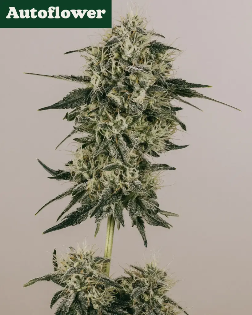 Gold Leaf Autoflower Seeds