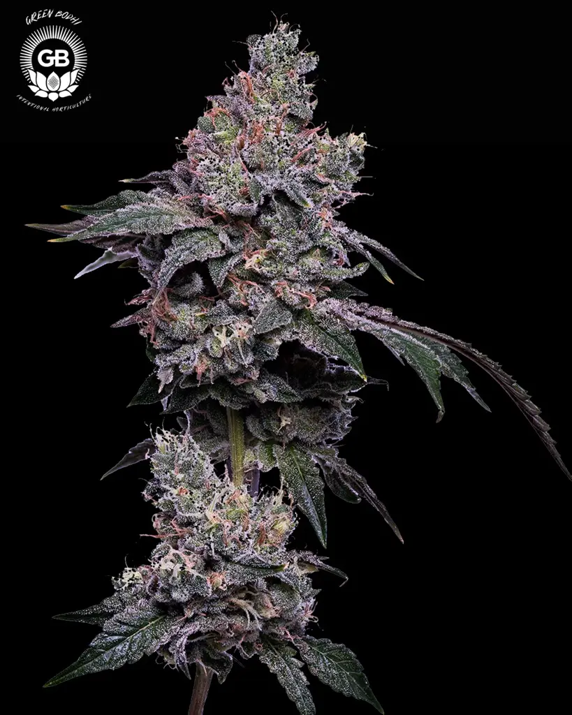 Golden Haze Seeds