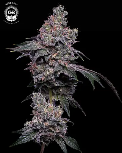 Golden Haze Seeds