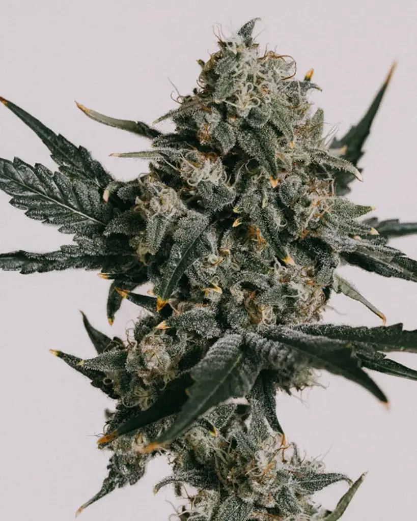 Gorilla Zkittlez Seeds