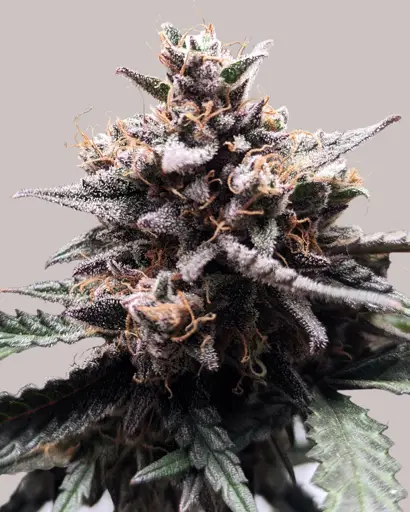 Gorilla Zkittlez Feminized Seeds