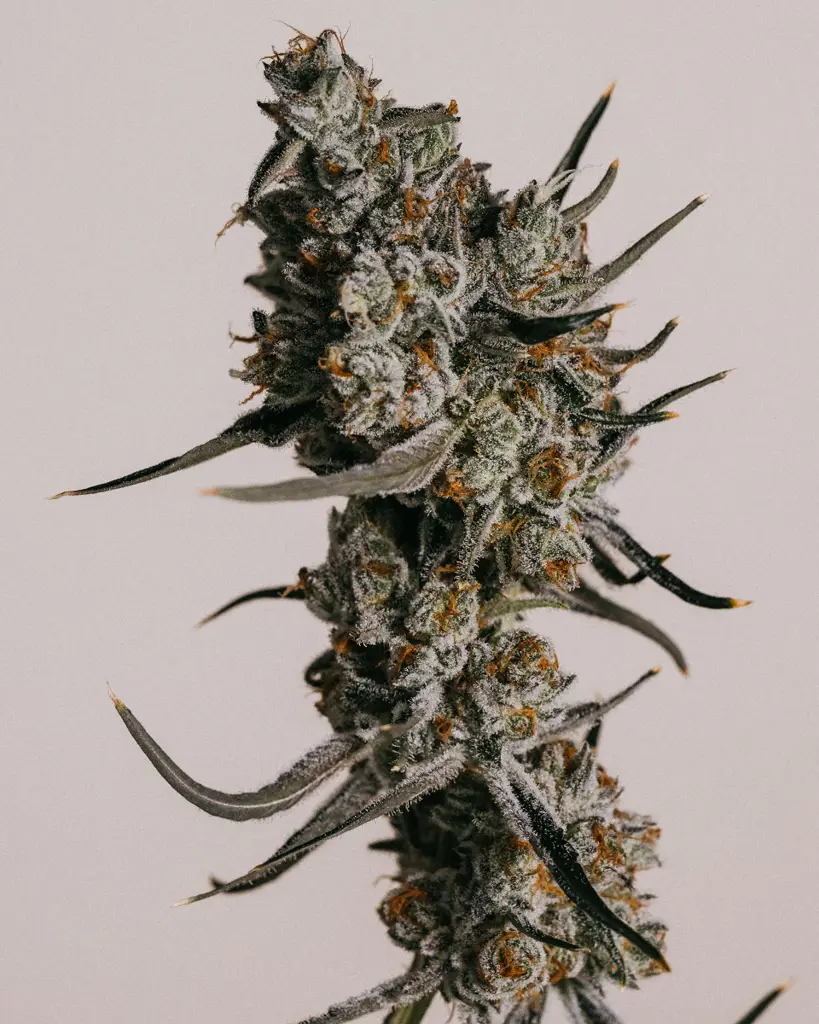 Granddaddy Purple Feminized Seeds