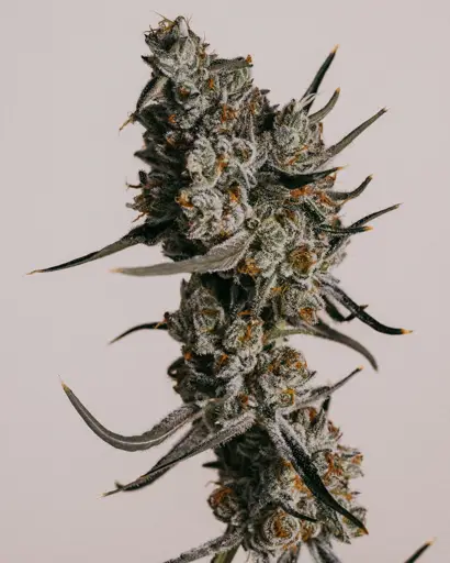 Granddaddy Purple Feminized Seeds