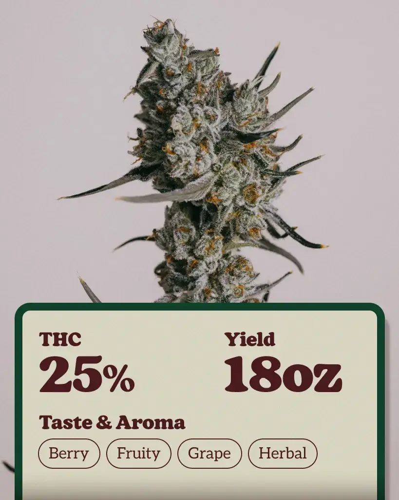 Buy Granddaddy Purple Feminized Marijuana Seeds in USA - ILGM