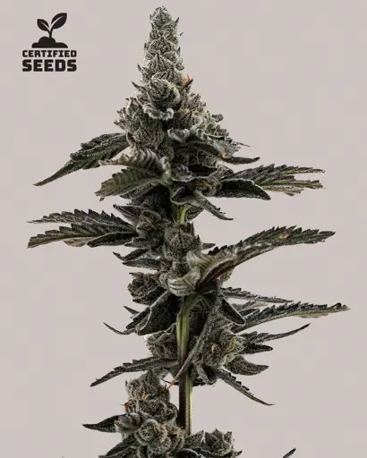 Grape Fanta Seeds