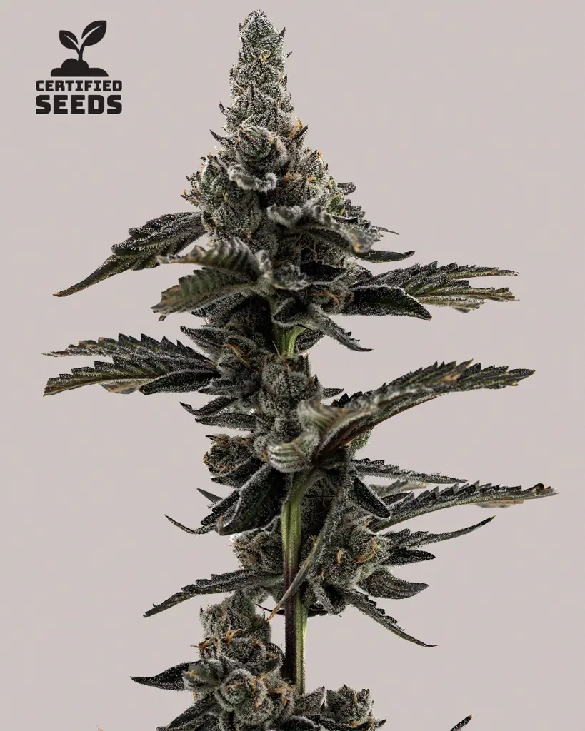 Grape Fanta Feminized Seeds