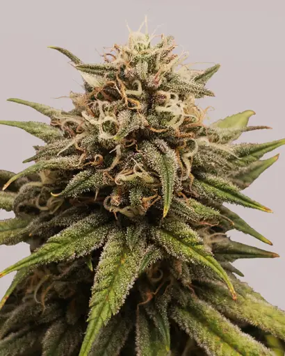 Grape Octane Feminized Seeds