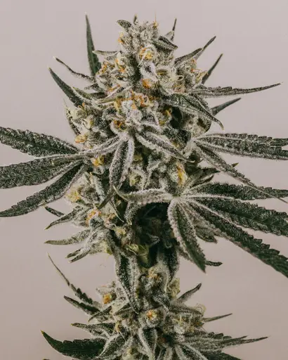 Grape Octane Feminized Seeds