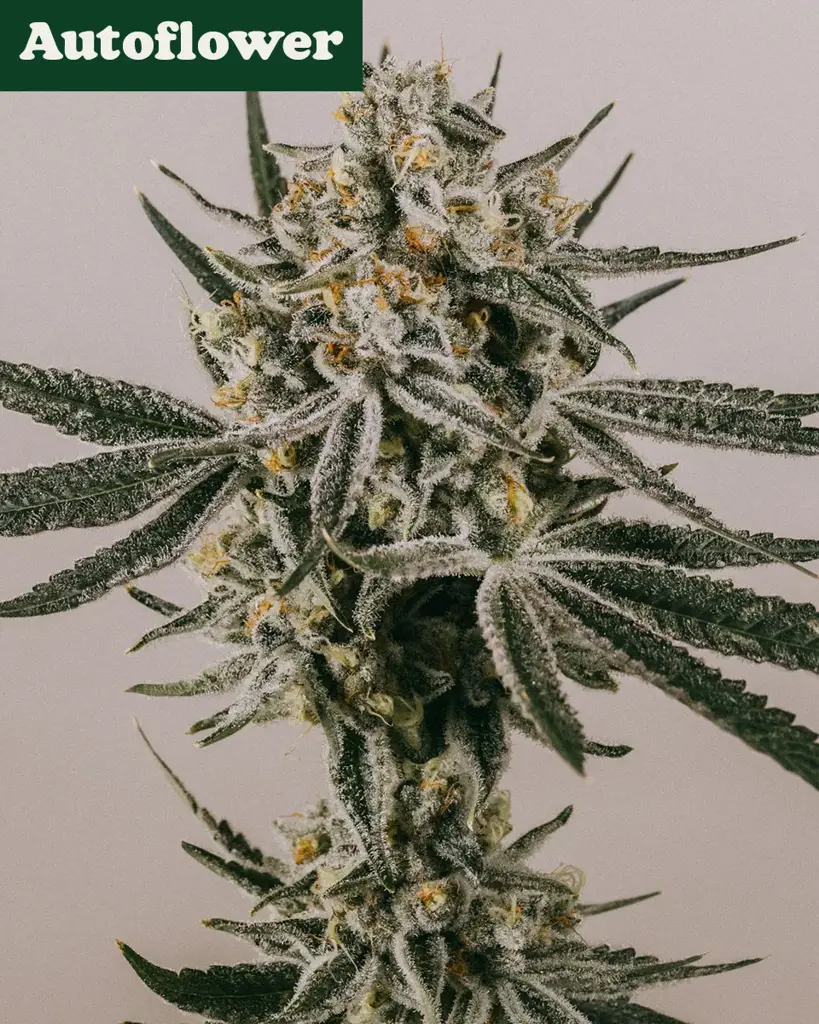 Grape Octane Autoflower Seeds
