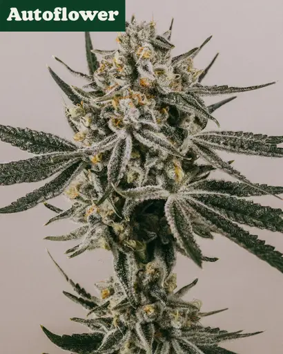 Grape Octane Autoflower Seeds