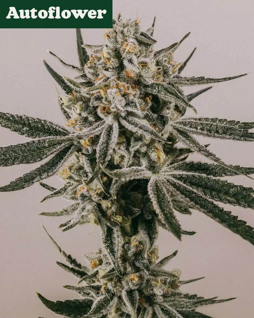 Grape Octane Autoflower Seeds