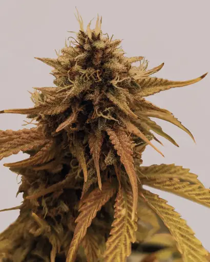 Grapericot Pie Seeds