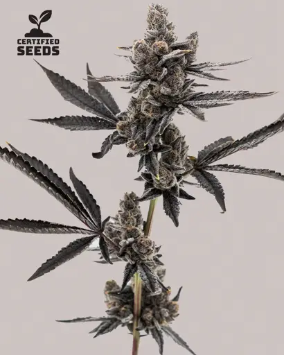 Grape Runtz Seeds