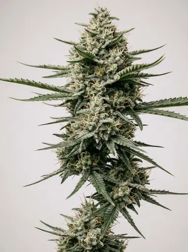 Grease Gun Autoflower Seeds