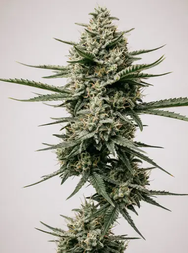 Grease Gun Autoflower Seeds