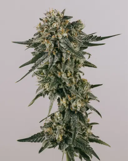 Green Crack Feminized Seeds