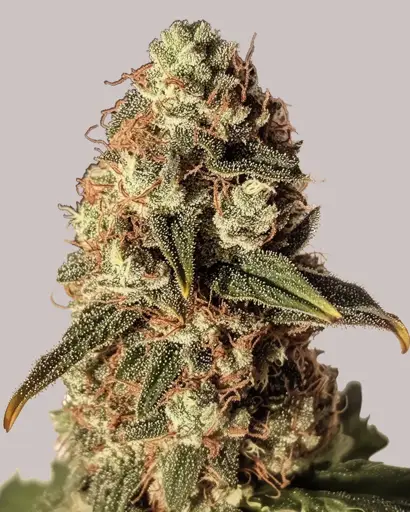 Gruntz Seeds
