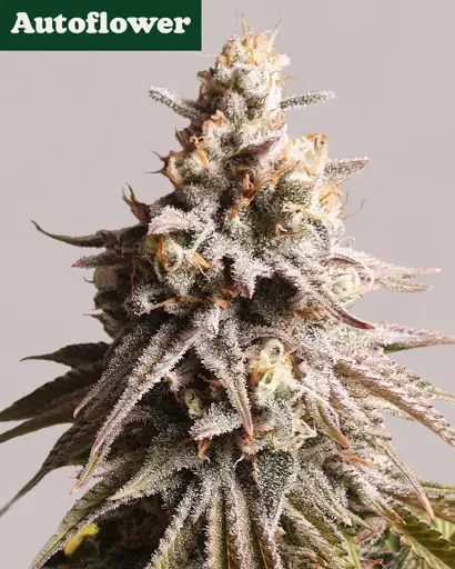 Gushers Autoflower Seeds