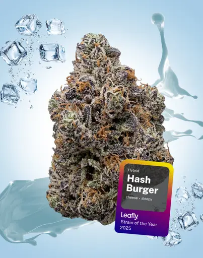 Hash Burger THCa Flower