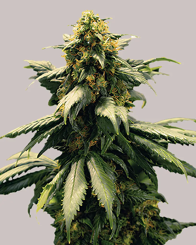 Harlequin Feminized Seeds