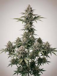 <mark>Haze</mark> Autoflower Seeds