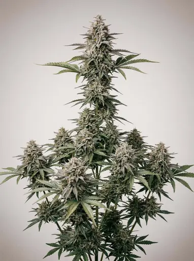 Haze Autoflower Seeds