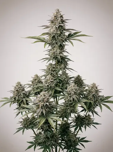 Haze Autoflower Seeds