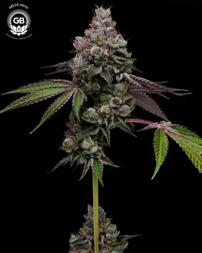 Hazy Driver Seeds