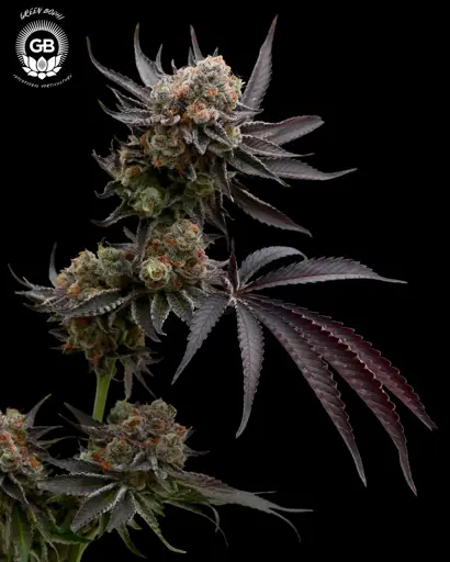 Hazy Girl Seeds