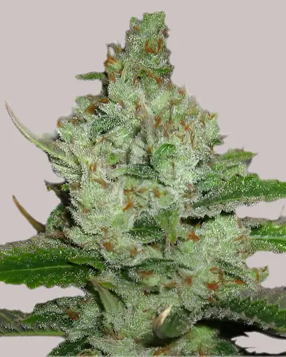 Hindu Kush Feminized Seeds