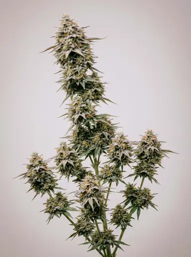 Forbidden Runtz Autoflower Seeds