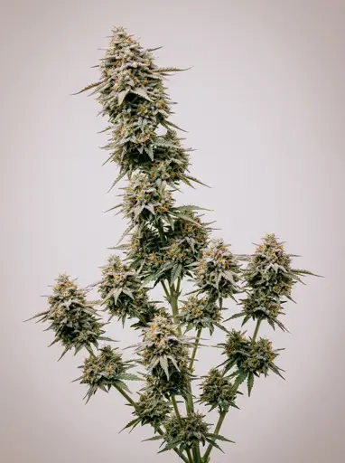 Forbidden Runtz Autoflower Seeds