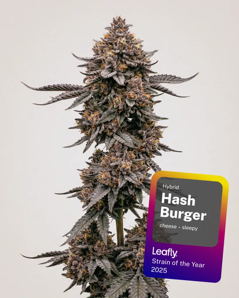 Hash Burger Seeds