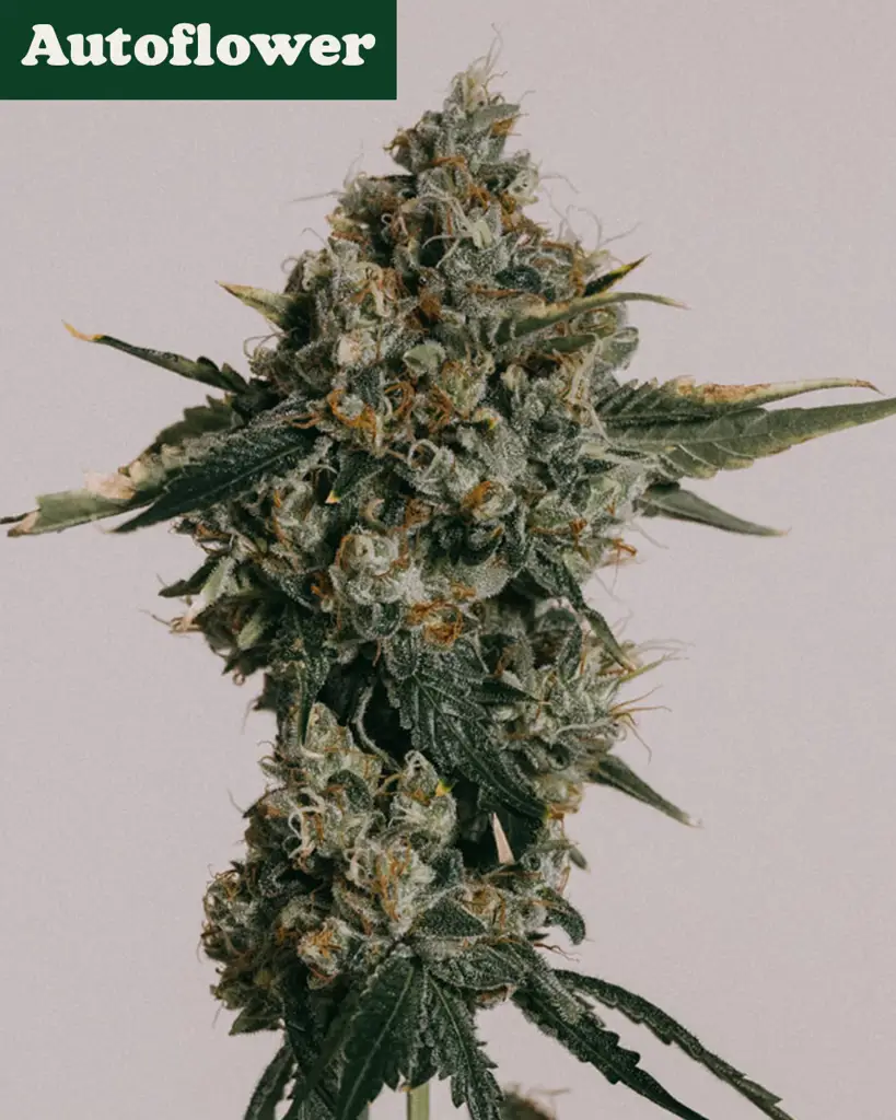 Blue Cheese Autoflower Seeds