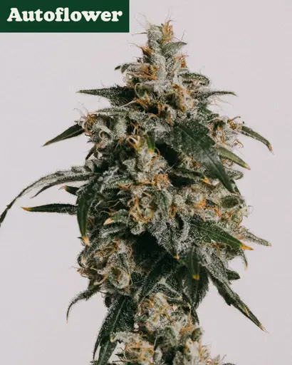Jack Herer Autoflower Seeds