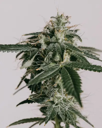 Master Kush Feminized Seeds