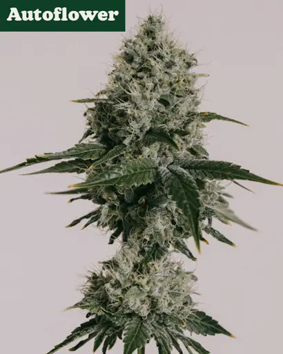 OG Kush Autoflower Seeds