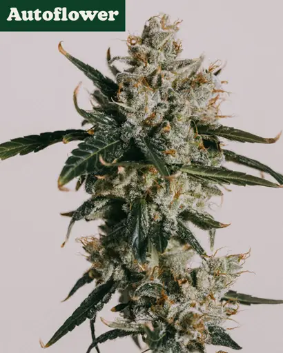 White Widow Autoflower Seeds