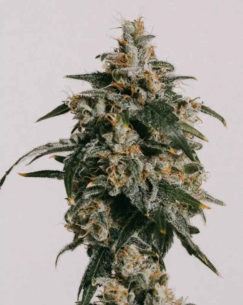 Jack Herer Seeds
