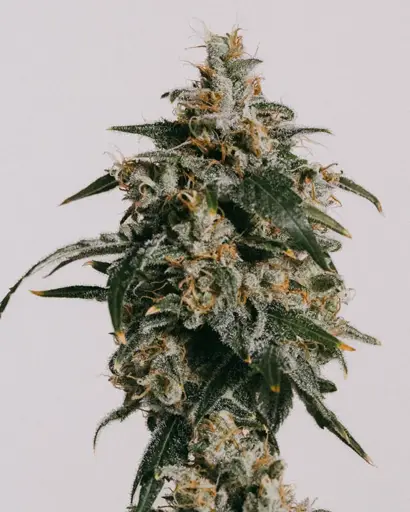 Jack Herer Seeds
