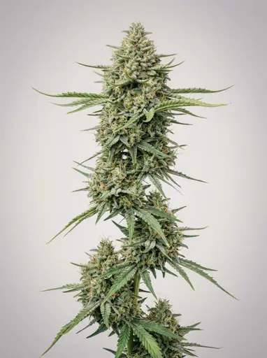 Jack Widow Seeds