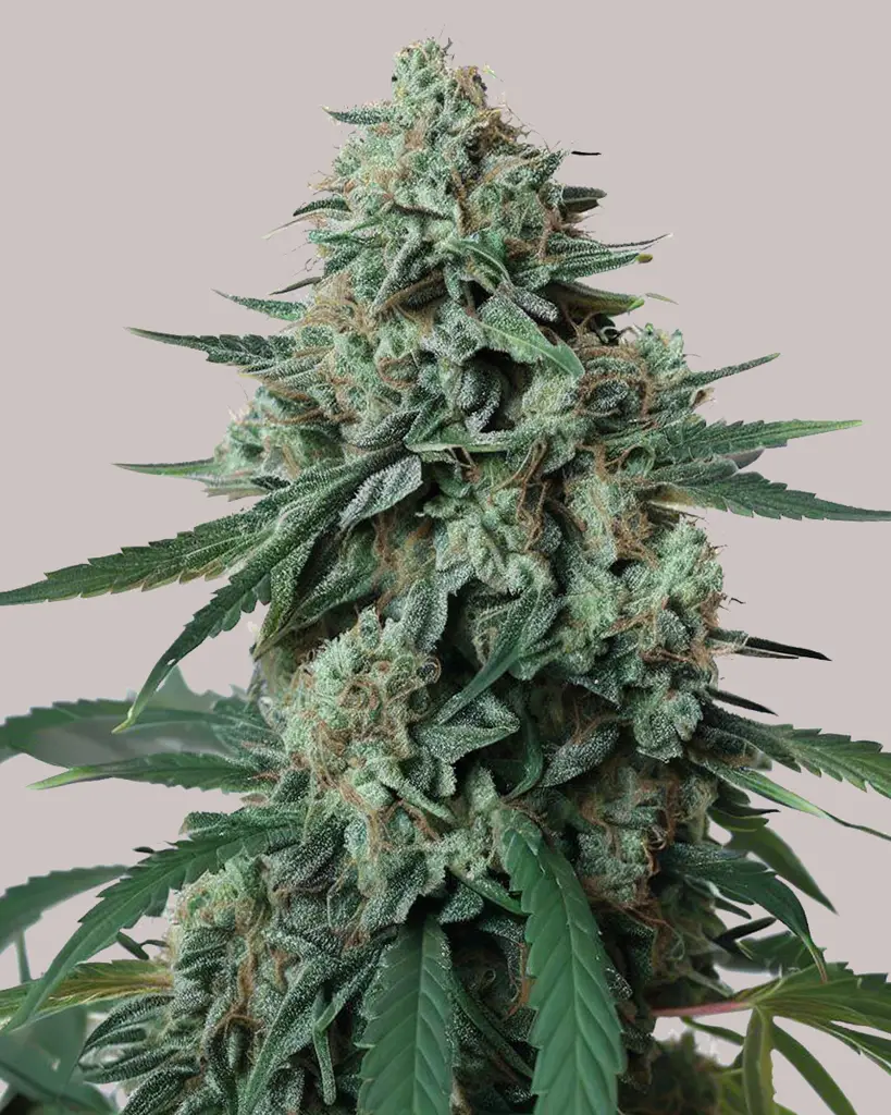 Jealousy Feminized Seeds