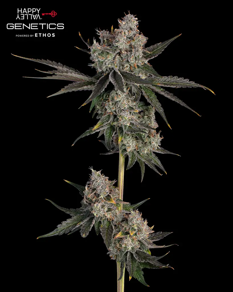 Knockout Feminized Seeds