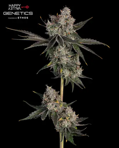 Knockout Feminized Seeds